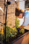 Грядка-теплица для растений Maple green house (коричневый)
